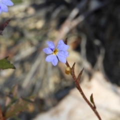 Dampiera stricta (Blue Dampiera) at Wingecarribee Local Government Area - 21 Jul 2021 by MatthewFrawley