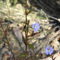 Dampiera stricta at Bundanoon, NSW - 21 Jul 2021 12:50 PM