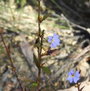 Dampiera stricta at Bundanoon, NSW - 21 Jul 2021 12:50 PM