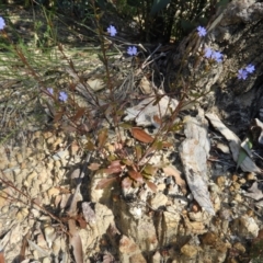 Dampiera stricta at Bundanoon, NSW - 21 Jul 2021 12:50 PM