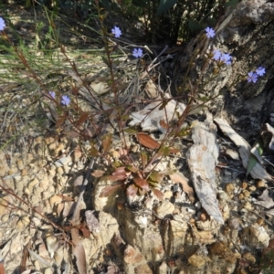 Dampiera stricta at Bundanoon, NSW - 21 Jul 2021 12:50 PM