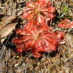 Drosera spatulata (Common Sundew) at Wingecarribee Local Government Area - 21 Jul 2021 by MatthewFrawley