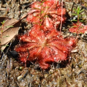 Drosera spatulata at Bundanoon, NSW - 21 Jul 2021