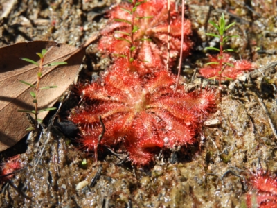 Drosera spatulata (Common Sundew) at Bundanoon, NSW - 21 Jul 2021 by MatthewFrawley