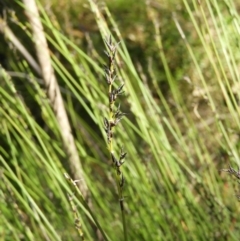 Schoenus melanostachys (Black Bog-rush) at Morton National Park - 21 Jul 2021 by MatthewFrawley