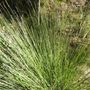 Schoenus melanostachys at Bundanoon, NSW - 21 Jul 2021 01:03 PM