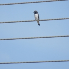 Artamus leucorynchus (White-breasted Woodswallow) at Lake Cargelligo, NSW - 4 Oct 2017 by Liam.m