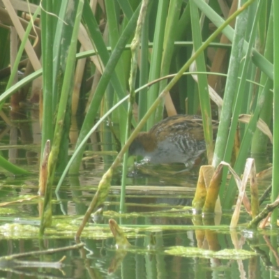 Zapornia pusilla (Baillon's Crake) at Lake Cargelligo, NSW - 5 Oct 2017 by Liam.m