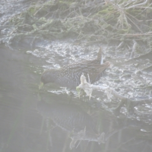 Porzana fluminea at Lake Cargelligo, NSW - 4 Oct 2017 06:04 PM