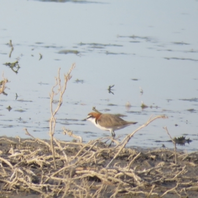 Anarhynchus ruficapillus (Red-capped Plover) at Lake Cargelligo, NSW - 4 Oct 2017 by Liam.m