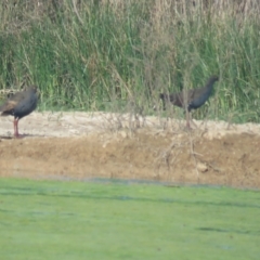 Tribonyx ventralis (Black-tailed Native-hen) at Lake Cargelligo, NSW - 4 Oct 2017 by Liam.m