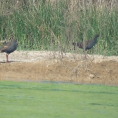 Tribonyx ventralis (Black-tailed Nativehen) at Lake Cargelligo, NSW - 4 Oct 2017 by Liam.m