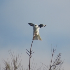 Elanus axillaris (Black-shouldered Kite) at Lake Cargelligo, NSW - 4 Oct 2017 by Liam.m