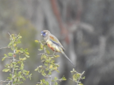 Northiella haematogaster (Greater Bluebonnet) at Lake Cargelligo, NSW - 13 Jul 2020 by Liam.m