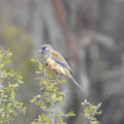 Northiella haematogaster (Greater Bluebonnet) at Lake Cargelligo, NSW - 13 Jul 2020 by Liam.m