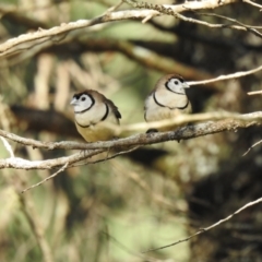 Stizoptera bichenovii (Double-barred Finch) at Geurie, NSW - 14 Jul 2020 by Liam.m