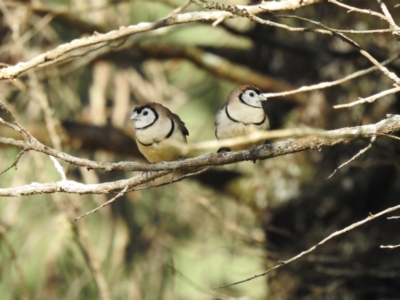 Stizoptera bichenovii (Double-barred Finch) at Geurie, NSW - 14 Jul 2020 by Liam.m