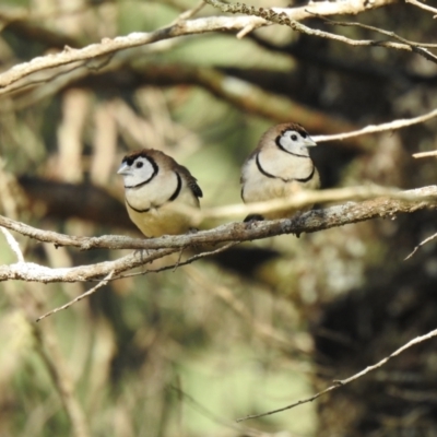 Stizoptera bichenovii (Double-barred Finch) at Geurie, NSW - 14 Jul 2020 by Liam.m