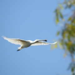 Platalea flavipes (Yellow-billed Spoonbill) at Walgett, NSW - 24 Jan 2021 by Liam.m