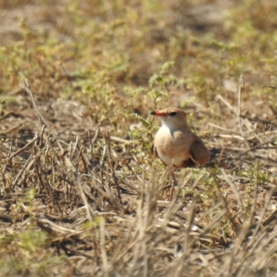 Stiltia isabella (Australian Pratincole) at Cryon, NSW - 24 Jan 2021 by Liam.m