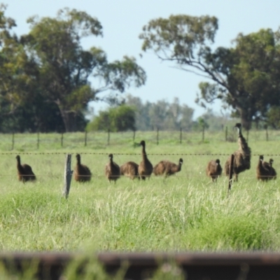 Dromaius novaehollandiae (Emu) at Burren Junction, NSW - 24 Jan 2021 by Liam.m