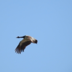 Anseranas semipalmata (Magpie Goose) at Walgett, NSW - 24 Jan 2021 by Liam.m