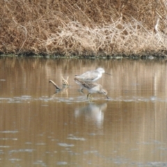 Tringa stagnatilis (Marsh Sandpiper) at Walgett, NSW - 24 Jan 2021 by Liam.m