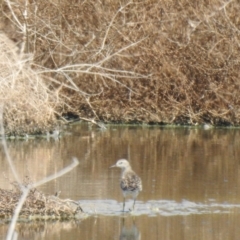 Calidris acuminata (Sharp-tailed Sandpiper) at Walgett, NSW - 23 Jan 2021 by Liam.m