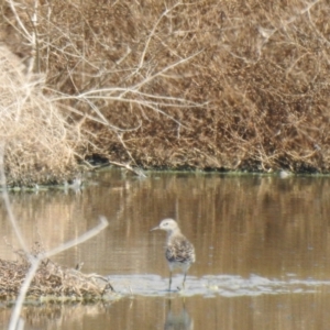 Calidris acuminata at Walgett, NSW - 24 Jan 2021 10:52 AM