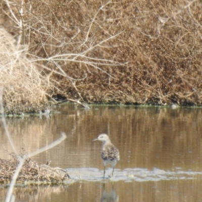 Calidris acuminata (Sharp-tailed Sandpiper) at Walgett, NSW - 24 Jan 2021 by Liam.m