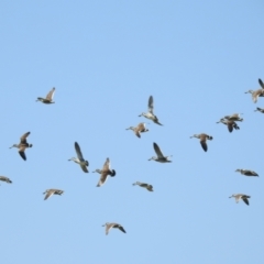 Malacorhynchus membranaceus (Pink-eared Duck) at Walgett, NSW - 24 Jan 2021 by Liam.m