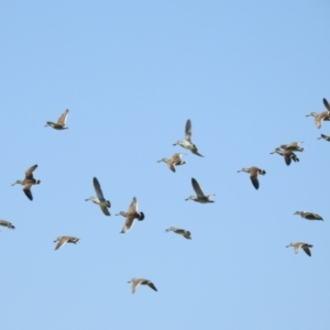 Malacorhynchus membranaceus at Walgett, NSW - 24 Jan 2021