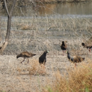 Tribonyx ventralis at Walgett, NSW - 24 Jan 2021 11:12 AM