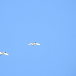 Platalea regia at Walgett, NSW - 24 Jan 2021