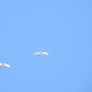 Platalea regia at Walgett, NSW - 24 Jan 2021 11:40 AM