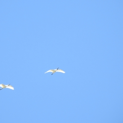 Platalea regia (Royal Spoonbill) at Walgett, NSW - 24 Jan 2021 by Liam.m