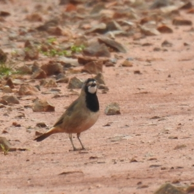 Oreoica gutturalis (Crested Bellbird) at Euabalong, NSW - 11 Jul 2020 by Liam.m