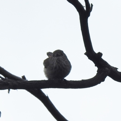 Acanthiza apicalis (Inland Thornbill) at Round Hill Nature Reserve - 11 Jul 2020 by Liam.m