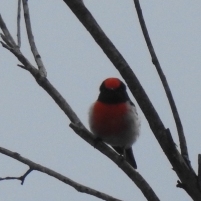 Petroica goodenovii (Red-capped Robin) at Round Hill Nature Reserve - 11 Jul 2020 by Liam.m