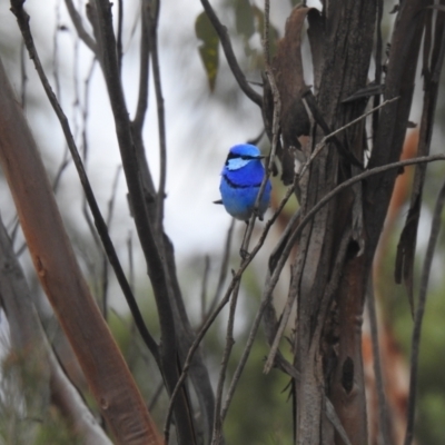 Malurus splendens (Splendid Fairywren) at Round Hill Nature Reserve - 11 Jul 2020 by Liam.m