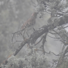 Chlamydera maculata (Spotted Bowerbird) at Mount Hope, NSW - 11 Jul 2020 by Liam.m