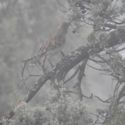 Chlamydera maculata (Spotted Bowerbird) at Mount Hope, NSW - 12 Jul 2020 by Liam.m