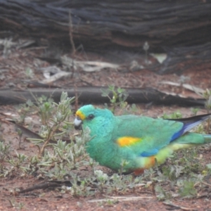 Psephotellus varius at Mount Hope, NSW - 12 Jul 2020 09:54 AM