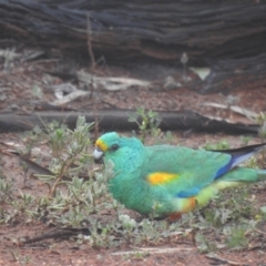 Psephotus varius (Mulga Parrot) at Mount Hope, NSW - 11 Jul 2020 by Liam.m