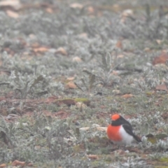 Petroica goodenovii (Red-capped Robin) at Mount Hope, NSW - 12 Jul 2020 by Liam.m