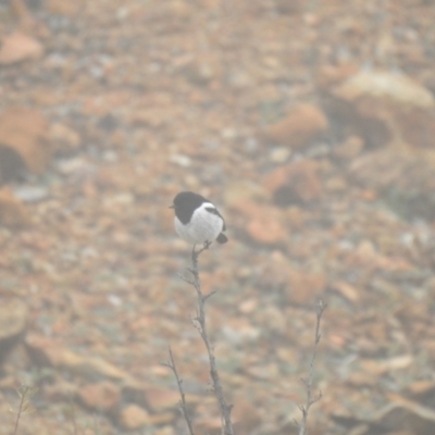 Melanodryas cucullata (Hooded Robin) at Mount Hope, NSW - 12 Jul 2020 by Liam.m