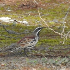 Cinclosoma castanotum (Chestnut Quail-thrush) at Mount Hope, NSW - 12 Jul 2020 by Liam.m