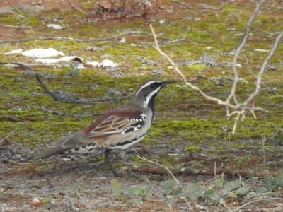 Cinclosoma castanotum (Chestnut Quail-thrush) at Mount Hope, NSW - 12 Jul 2020 by Liam.m