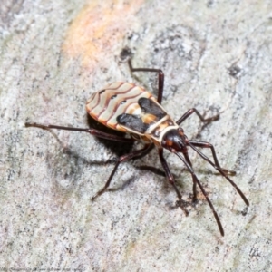 Dysdercus sidae at Stromlo, ACT - 9 Aug 2021 10:18 AM