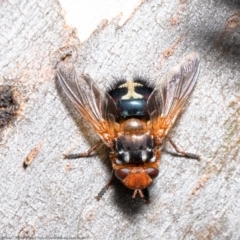 Microtropesa sp. (genus) (Tachinid fly) at Woodstock Nature Reserve - 9 Aug 2021 by Roger